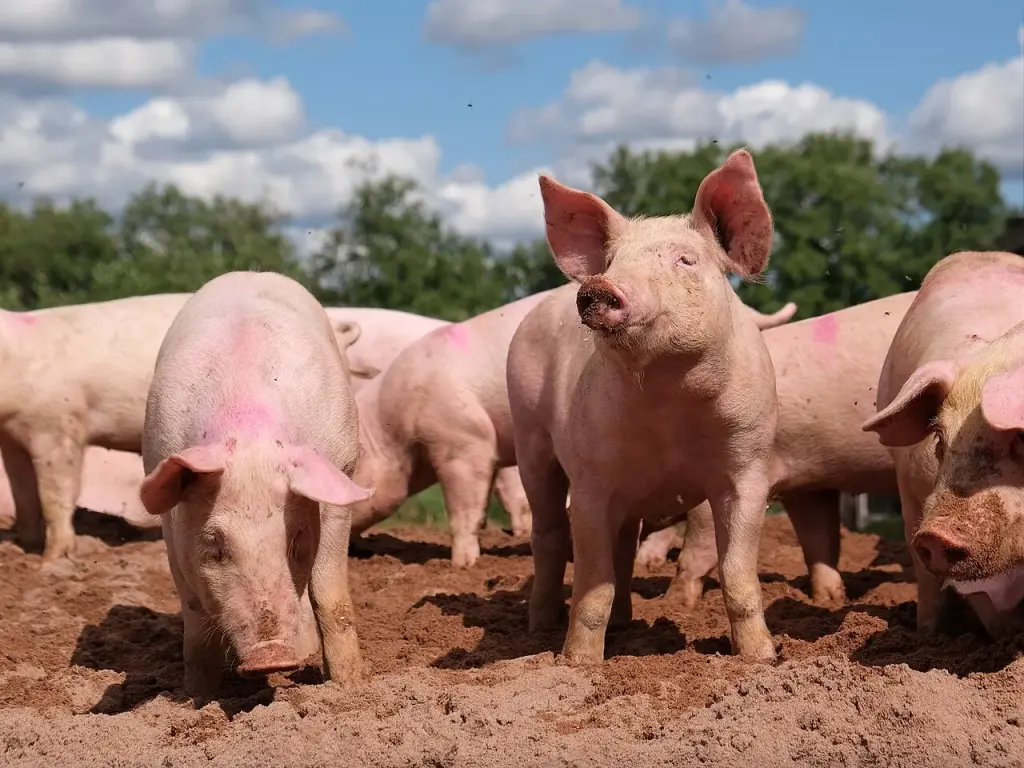 Porcs dans un élevage couvert