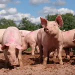Porcs dans un élevage couvert