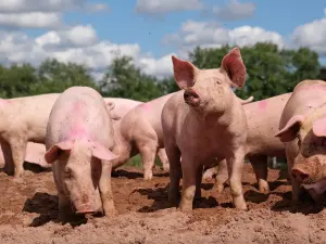 Porcs dans un élevage couvert