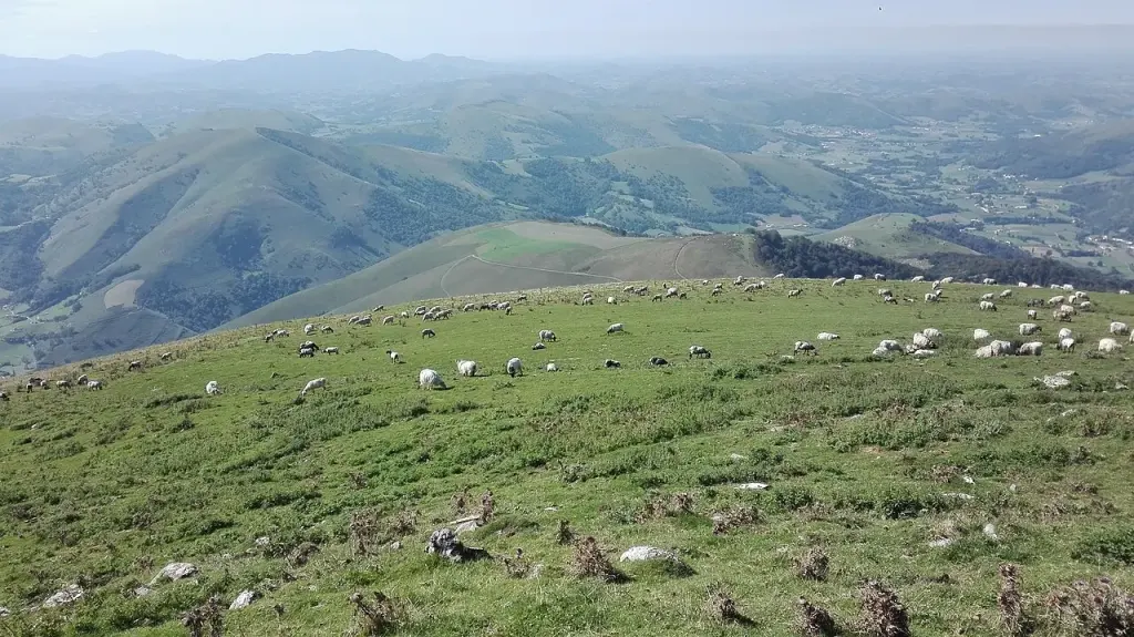 Troupeau de brebis Manech dans une estive du Pays basque