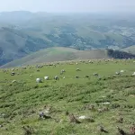 Troupeau de brebis Manech dans une estive du Pays basque