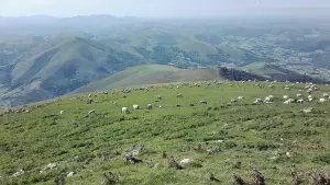 Troupeau de brebis Manech dans une estive du Pays basque