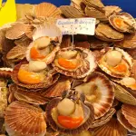 Coquilles Saint-Jacques — illustration