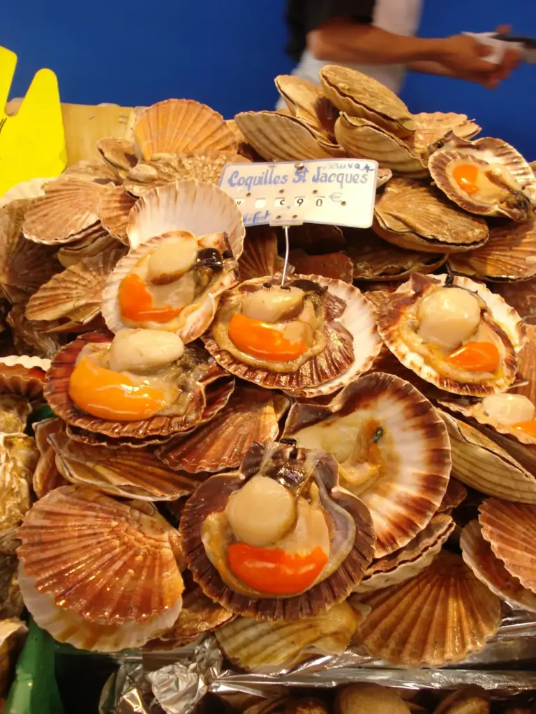 Coquilles Saint-Jacques — illustration